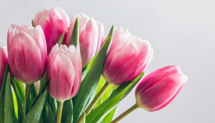 Wall Mural - pink tulips on white background