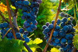 Fototapeta  - Bunch of Othello grapes in October