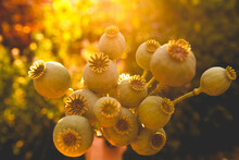 Golden hour bouquet of dried bread seed poppy pods