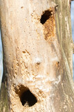 Fototapeta Desenie - dziuple w drzewie 