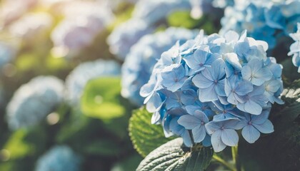 Sticker - romantic light blue hydrangea blooming cute flowers with natural sun light macro