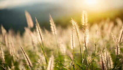 Poster - beautiful grass flowers in sunlight