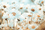 Fototapeta Kwiaty - White daisy flowers