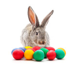 Fototapeta Zwierzęta - Rabbit and Easter eggs.
