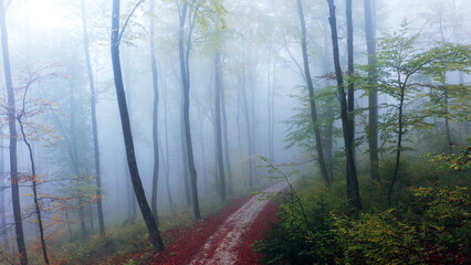 Wall Mural - Magic fall season foggy forest road.