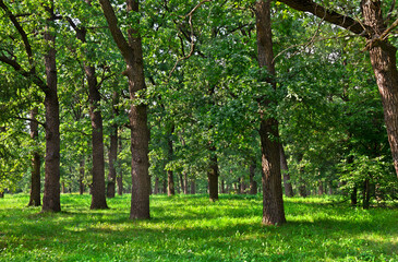 Wall Mural - Summer oak green forest. Oak (Quercus robur. Commonly known: English oak, pedunculate oak or French oak)