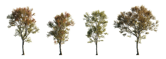 Morus alba frontal tree set (white, common, russian, silkworm mulberry) street summer isolated png on a transparent background premium cutout 