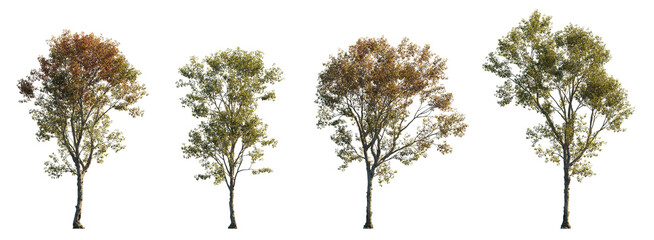 Morus alba frontal tree set (white, common, russian, silkworm mulberry) street summer isolated png on a transparent background premium cutout 