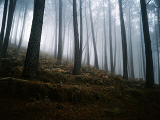 Sticker - forest in fog,madeira,portugal