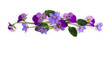 Flowers viola tricolor ( pansy ) and blue flowers hepatica ( liverleaf or liverwort ) on a white background with space for text with space for text. Top view, flat lay