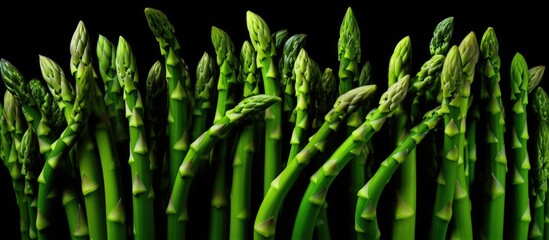 Poster - A row of vibrant green asparagus, a type of flowering plant, displayed against a dark backdrop. The intricate pattern and texture of the plant stems are highlighted in this macro photography art