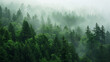 Into the Woods: A Journey Through the Misty Evergreens of the Pacific Northwest