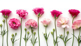 Beautiful eustoma flowers lying on white background. Banner with copy space for your idea, message, text or logo	
