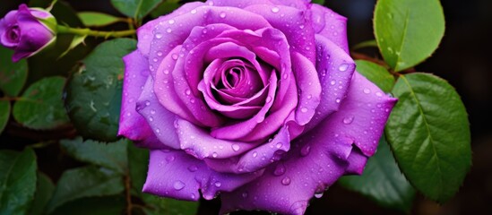 Canvas Print - A striking image of a purple Hybrid tea rose in close up, showcasing its vibrant violet petals with water drops, set against a backdrop of lush green leaves