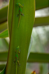 Canvas Print - Madagascar Gold-Dusted Day Gecko in Hawaii