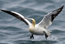 A Northern Gannet In Flight Over The Sea