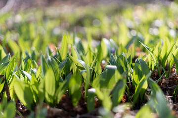 Wall Mural - Green leaves of wild garlic in spring sunlight