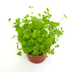 Wall Mural - Fresh green Parsley isolated on white background.