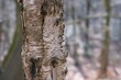 Baumstamm mit unscharfem Hintergrund im Wald