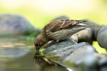 Wall Mural - Linnet, Carduelis cannabina, female drinking water. Reflection on the water. Czechia.