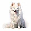 © Studicon - American eskimo dog. Eskimo dog clipart. Watercolor illustration. Generative AI. Detailed illustration.