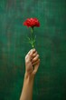 Hand holding red carnation flower on a green grunge background.