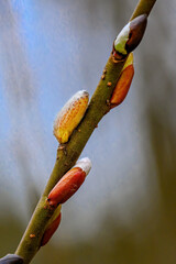 Wall Mural - the warm temperatures of spring mean the pussy willows will be budding. buds from our pussy willow b