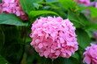 Picturesque beautiful delicate pink hydrangea flower blooms against a background of green leaves in spring. Blooming hortensia in the summer garden, floral background.Garden ornamental plants