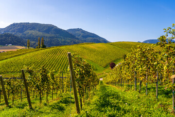Slovenia -  a view of  famous vineyard in Skalce, Slovenske Konjice. Scenic, panoramic view of vineyards in sunny day