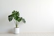 Minimalistic white room wall with a pot with monstera plant, shadow overlay