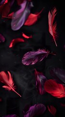 Wall Mural - Black background with purple and red feathers falling in soft scene. Feathers falling on a dark background in a romantic style.