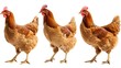 Brown chicken collection (profile, portrait, standing), animal bundle isolated on a white background 