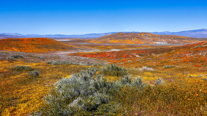 Canvas Print - Antelope valley in California, 2023 super bloom in the spring time.