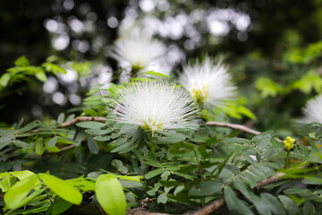 Wall Mural - Calliandra haematocephala, white flowers on tree