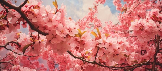 Sticker - A closeup image showcasing a cherry blossom tree with delicate pink flowers standing out against a vibrant blue sky, creating a beautiful natural landscape art