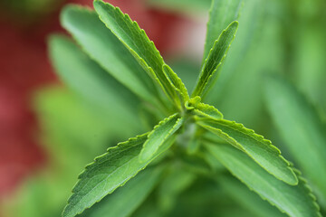 Wall Mural - Stevia leaves close-up.dietary sweetener.Harmless sweets. Diet healthy food ingredient.Alternative Low Calorie Vegetable Sweetener.Stevia plant.