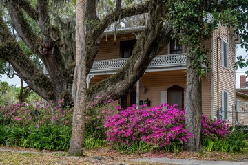 Poster - azaleas in bloom with historic home