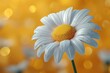 A close up of a white flower with a yellow background, daisy on yellow background with copy space