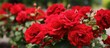 A group of vibrant red roses, specifically the Rosa Flower Carpet Red Velvet Noare variety, blooming in a garden during the summer months. The flowers are displayed as a lush and colorful ground cover