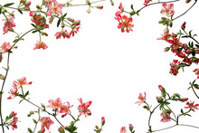 A Rectangular Frame Bursting With Vibrant Red Flowers