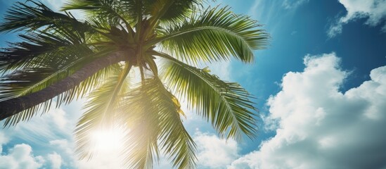 Wall Mural - The sun shines through the palm tree leaves, creating a beautiful landscape against the sky. The terrestrial plant, Arecales, adds a touch of tropical beauty to the scene