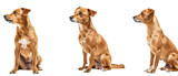Fototapeta Zwierzęta - A golden dog shown in alert, sitting, and profile poses with the face obscured, focusing on body language and coat