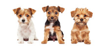 A Trio Of Adorable Fluffy Dogs With A Contemporary Twist As Their Faces Are Artistically Obscured On A White Background