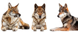 Fototapeta Zwierzęta - Set of three wolves in different poses and color variations against a plain white background