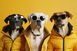 group of dogs dressed stylishly 