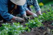 Hands nurturing young plants in fertile soil at organic farm