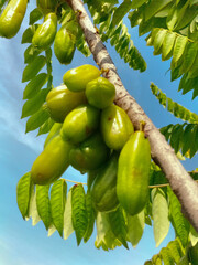 Wall Mural - Starfruit wuluh. Wuluh starfruit is often called vegetable starfruit or sour starfruit because it has a fairly sour taste and is usually used as a cooking spice or herbal medicine. 
