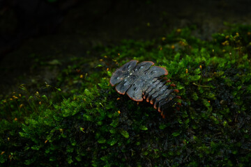 Wall Mural - close up shot of prehistoric trilobite beetle, copper tip trilobite beetle platerodrilus ruficollis, found on green moss over forest floor in West Java Indonesia