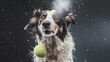Wet Border Collie dog with tennis ball on black background
