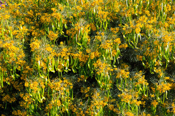 Wall Mural - Australian native Feathery Cassia (Senna Artemisioides) with brilliant sulfur yellow flowers in early spring